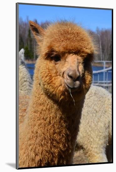 Alpaca-meunierd-Mounted Photographic Print