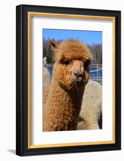 Alpaca-meunierd-Framed Photographic Print