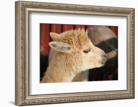 Alpaca-meunierd-Framed Photographic Print