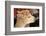 Alpaca-meunierd-Framed Photographic Print