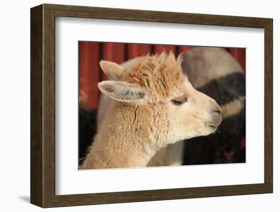 Alpaca-meunierd-Framed Photographic Print