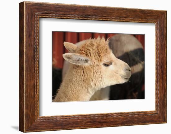 Alpaca-meunierd-Framed Photographic Print