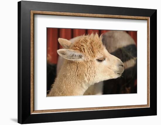 Alpaca-meunierd-Framed Photographic Print