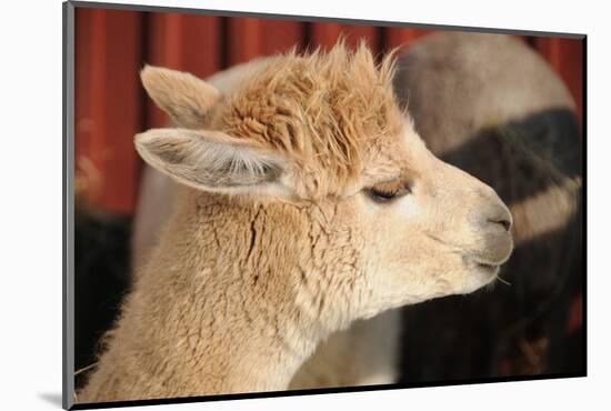 Alpaca-meunierd-Mounted Photographic Print