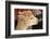 Alpaca-meunierd-Framed Photographic Print