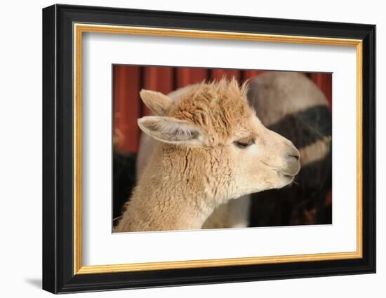 Alpaca-meunierd-Framed Photographic Print