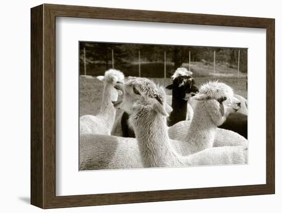 Alpaca-meunierd-Framed Photographic Print