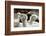 Alpaca-meunierd-Framed Photographic Print