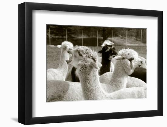 Alpaca-meunierd-Framed Photographic Print