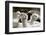 Alpaca-meunierd-Framed Photographic Print