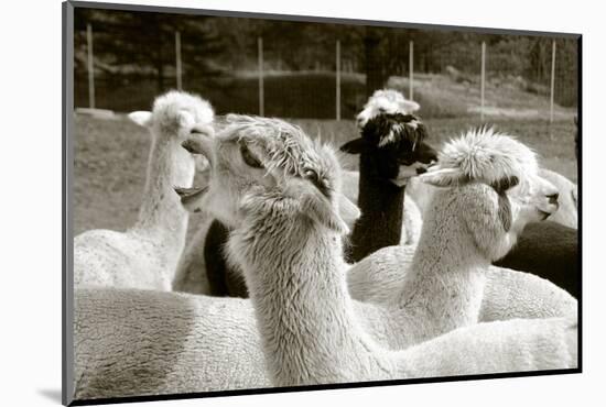 Alpaca-meunierd-Mounted Photographic Print