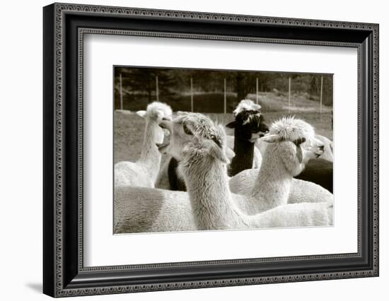 Alpaca-meunierd-Framed Photographic Print