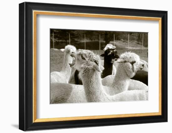 Alpaca-meunierd-Framed Photographic Print