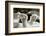 Alpaca-meunierd-Framed Photographic Print