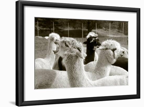 Alpaca-meunierd-Framed Photographic Print