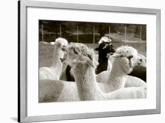 Alpaca-meunierd-Framed Photographic Print