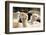 Alpaca-meunierd-Framed Photographic Print