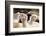 Alpaca-meunierd-Framed Photographic Print