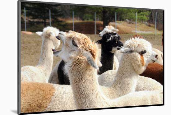 Alpaca-meunierd-Mounted Photographic Print