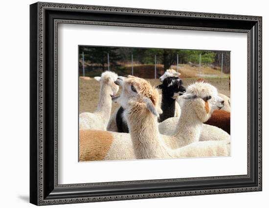 Alpaca-meunierd-Framed Photographic Print