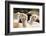 Alpaca-meunierd-Framed Photographic Print