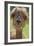 Alpaca-null-Framed Photographic Print