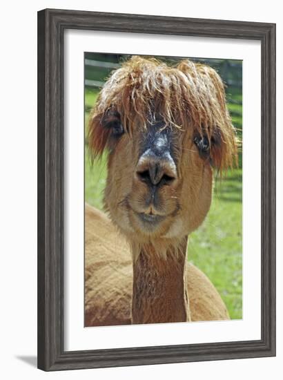 Alpaca-null-Framed Photographic Print