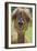 Alpaca-null-Framed Photographic Print