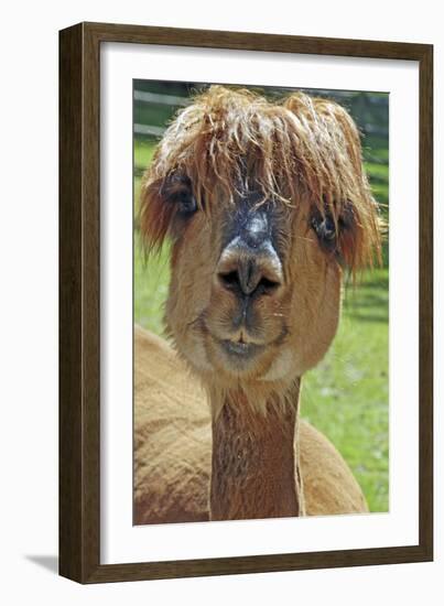 Alpaca--Framed Photographic Print