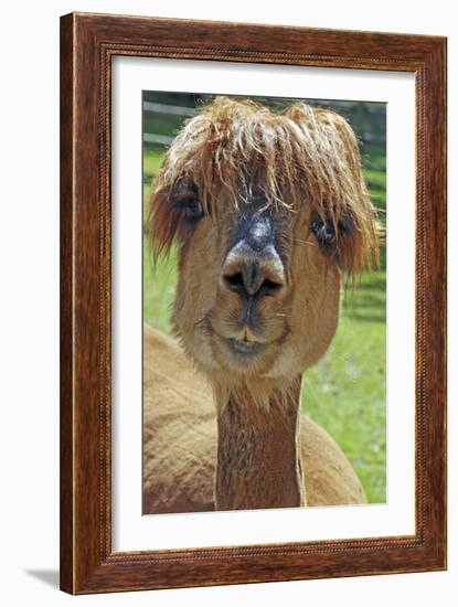 Alpaca--Framed Photographic Print