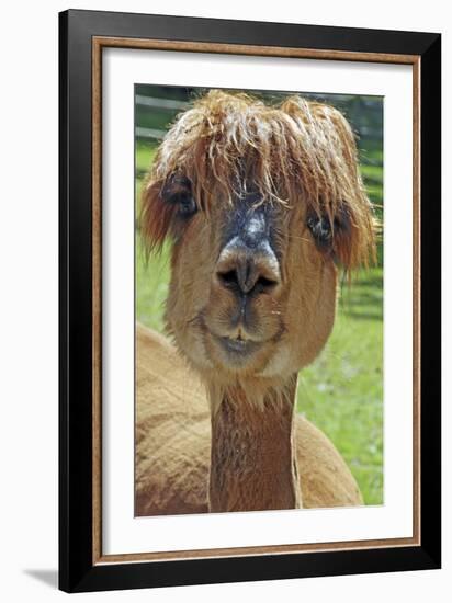 Alpaca-null-Framed Photographic Print