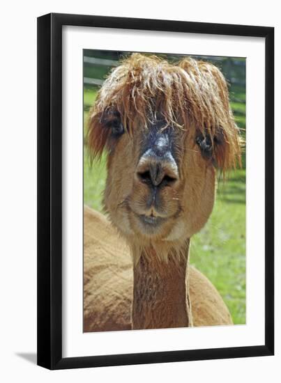 Alpaca--Framed Photographic Print