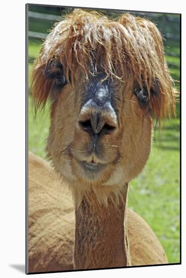 Alpaca-null-Mounted Photographic Print