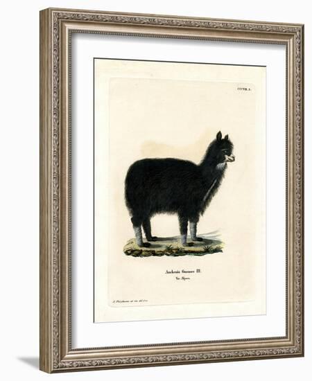 Alpaca-null-Framed Giclee Print