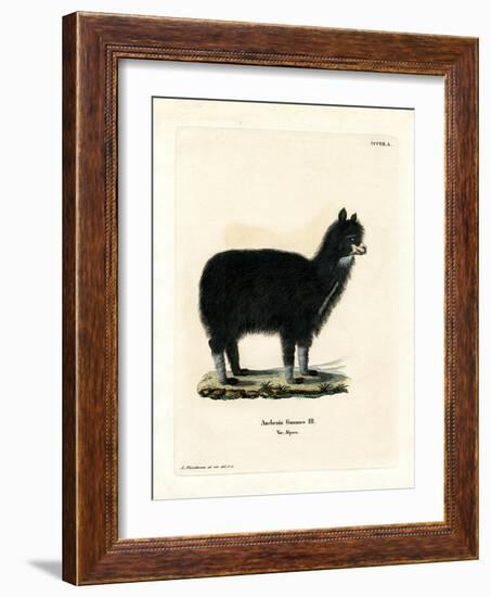 Alpaca-null-Framed Giclee Print