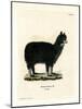 Alpaca-null-Mounted Giclee Print