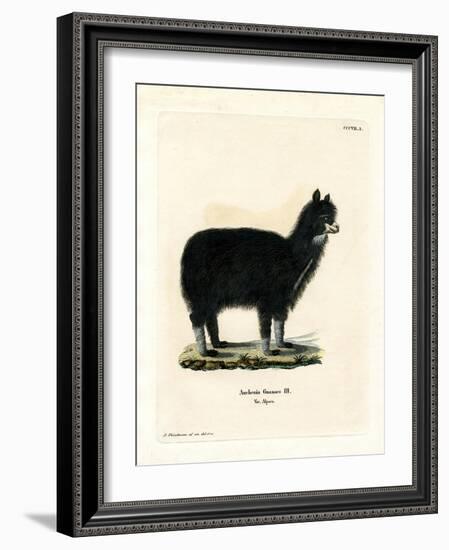Alpaca-null-Framed Giclee Print