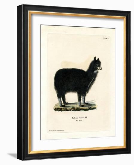 Alpaca-null-Framed Giclee Print