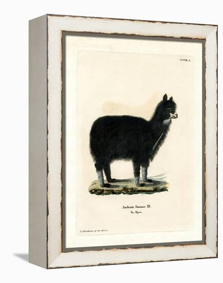 Alpaca-null-Framed Premier Image Canvas