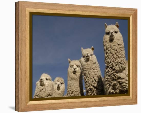 Alpacas, Andes, Ecuador-Pete Oxford-Framed Premier Image Canvas