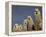 Alpacas, Andes, Ecuador-Pete Oxford-Framed Premier Image Canvas