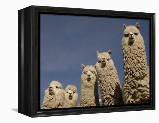 Alpacas, Andes, Ecuador-Pete Oxford-Framed Premier Image Canvas