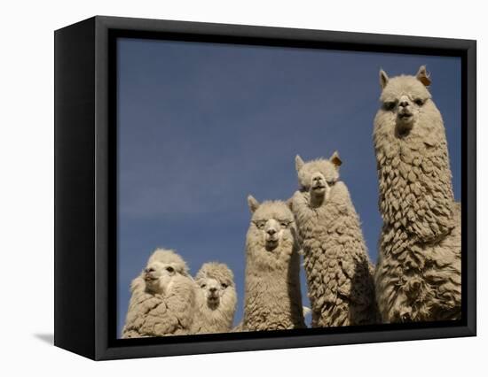 Alpacas, Andes, Ecuador-Pete Oxford-Framed Premier Image Canvas