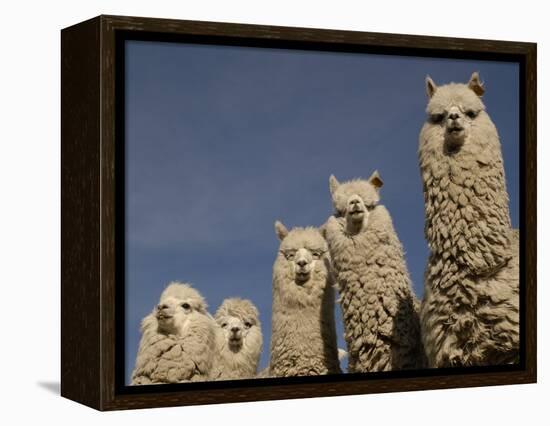 Alpacas, Andes, Ecuador-Pete Oxford-Framed Premier Image Canvas