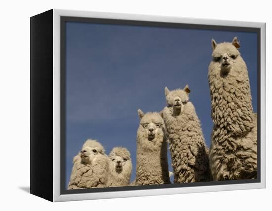 Alpacas, Andes, Ecuador-Pete Oxford-Framed Premier Image Canvas