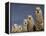 Alpacas, Andes, Ecuador-Pete Oxford-Framed Premier Image Canvas