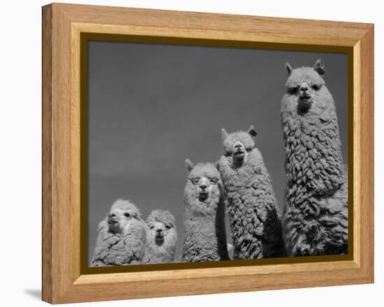 Alpacas, Andes, Ecuador-Pete Oxford-Framed Premier Image Canvas