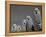 Alpacas, Andes, Ecuador-Pete Oxford-Framed Premier Image Canvas