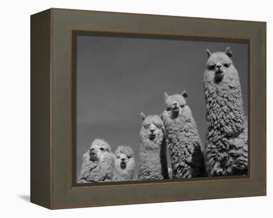 Alpacas, Andes, Ecuador-Pete Oxford-Framed Premier Image Canvas