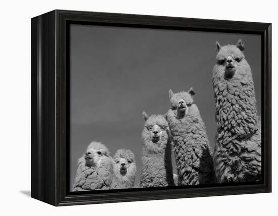 Alpacas, Andes, Ecuador-Pete Oxford-Framed Premier Image Canvas